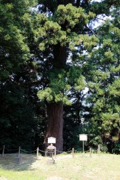 富岡神社の大杉